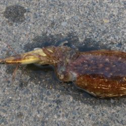 エギング　なかなか釣れません